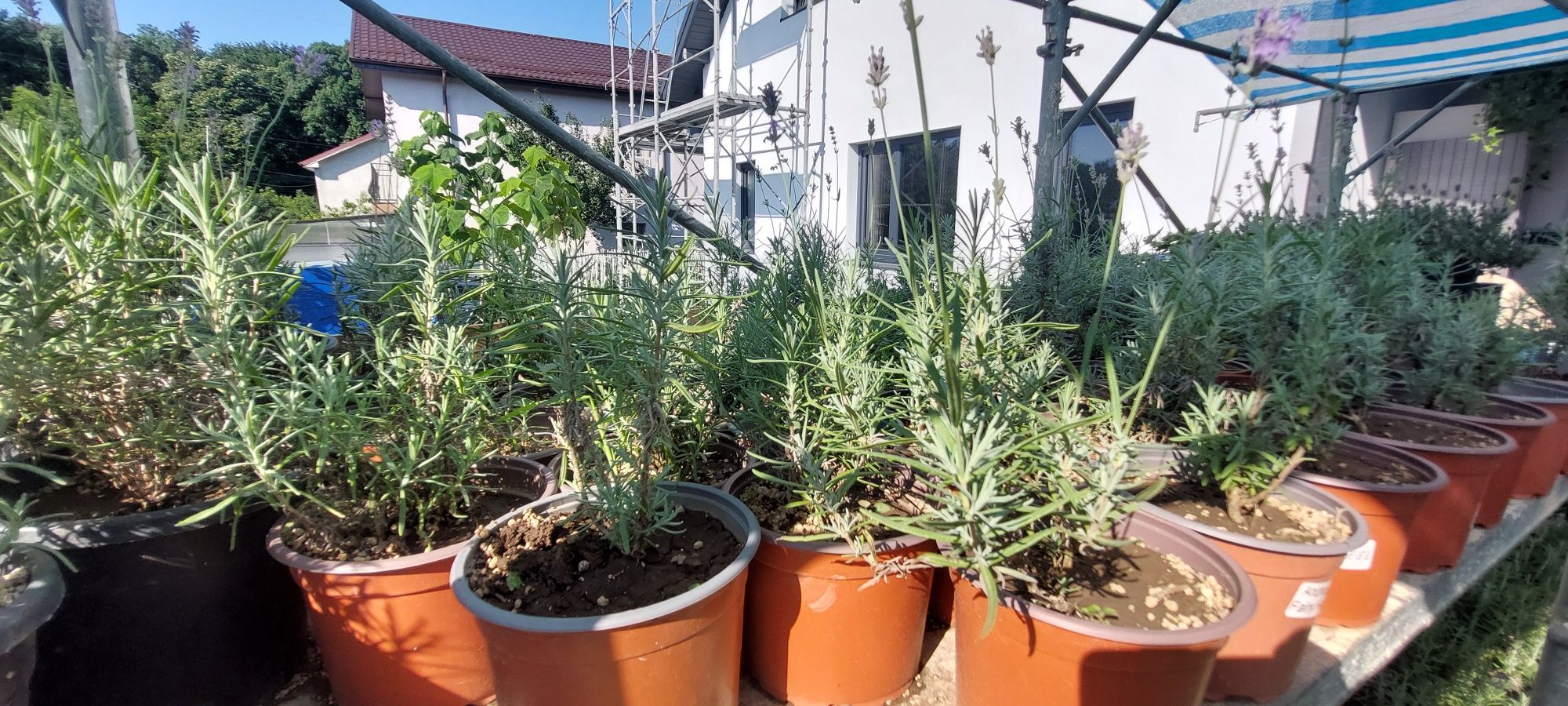 Lavanda în ghiveci - producător de plante ornamentale
