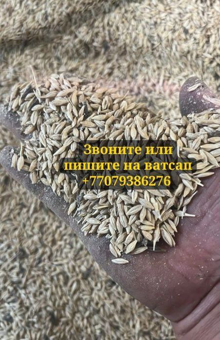 Продам ячмень крупный