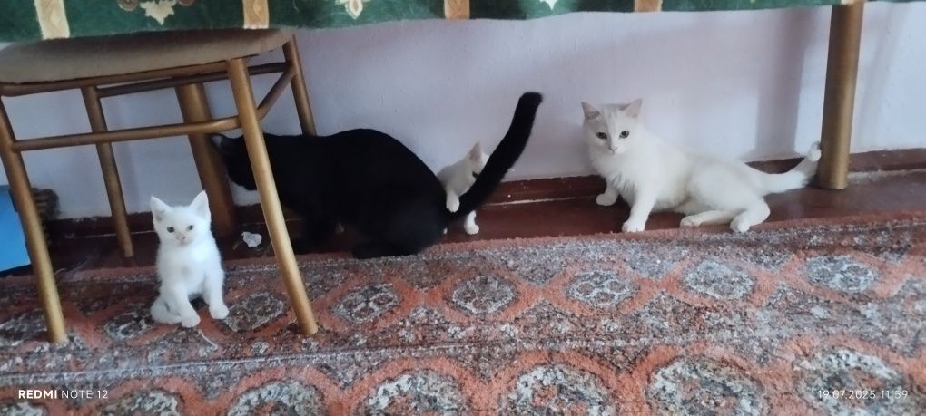 Као мани продяются котята