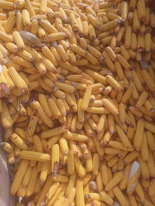 Vand porumb stiulete, soi pioneer, recolta 2025