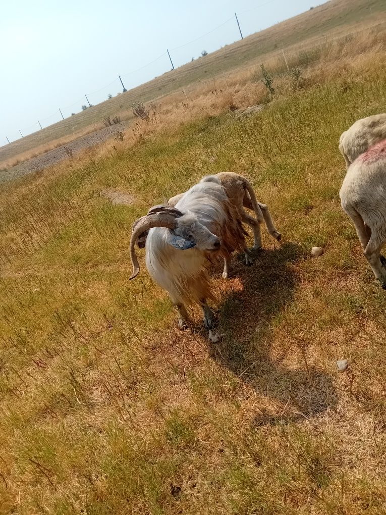 Vând țap de rasa
