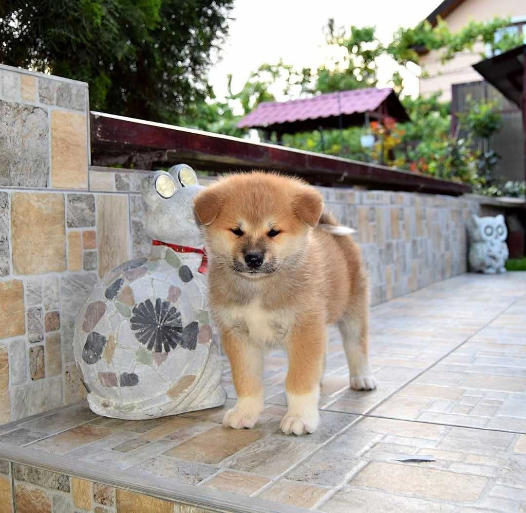 Catelus Akita inu, părinți multipli campioni!