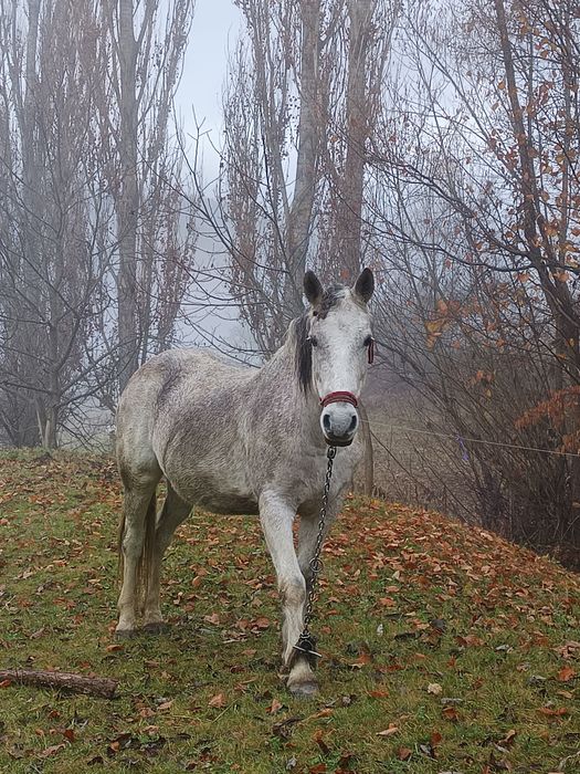 Vând iapa blândă trage bine