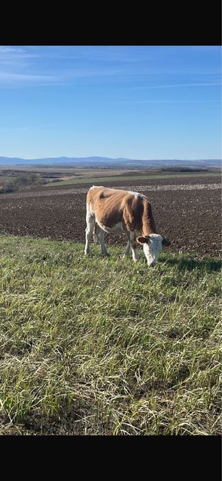 Vand juninca baltata romaneasca