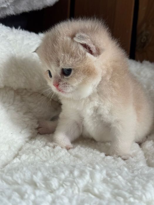 British shorthair Mascul