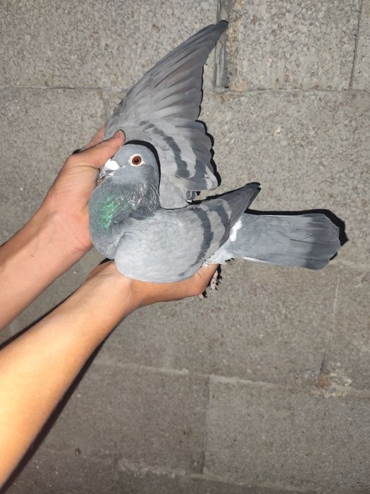 De vânzare porumbei voiajori