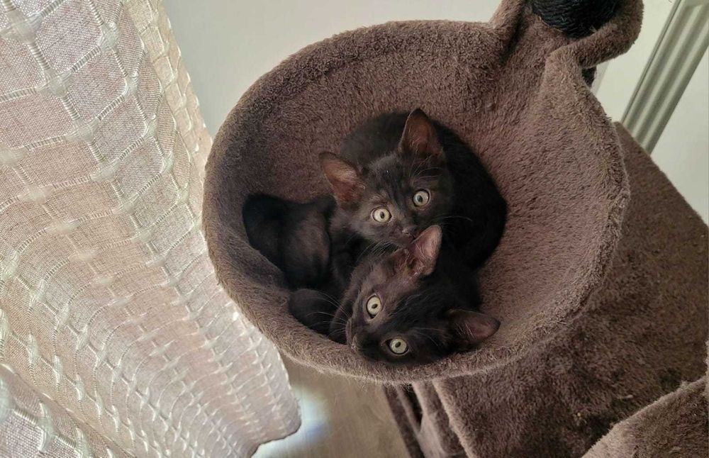 Adopție pui de pisică Iasi