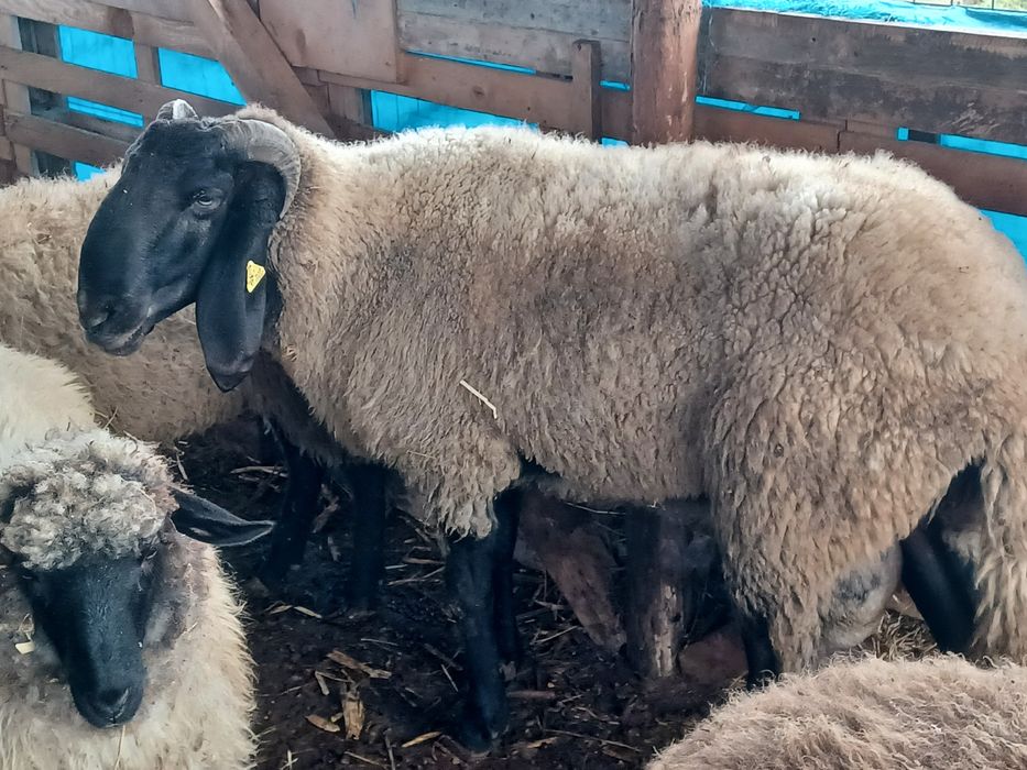 Berbec carabaș sârbesc