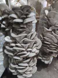 Семена грибов вешенка