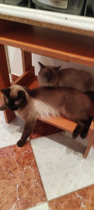 birmanez băiat de 3 ani