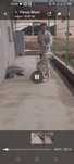 Kuchuk bor alabay