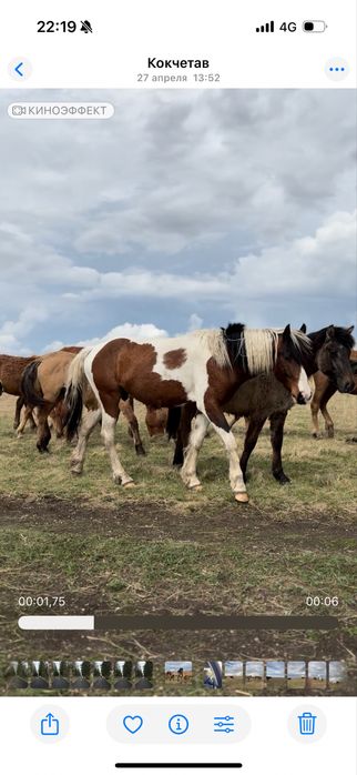 Продам лошадь бие 3х летка
