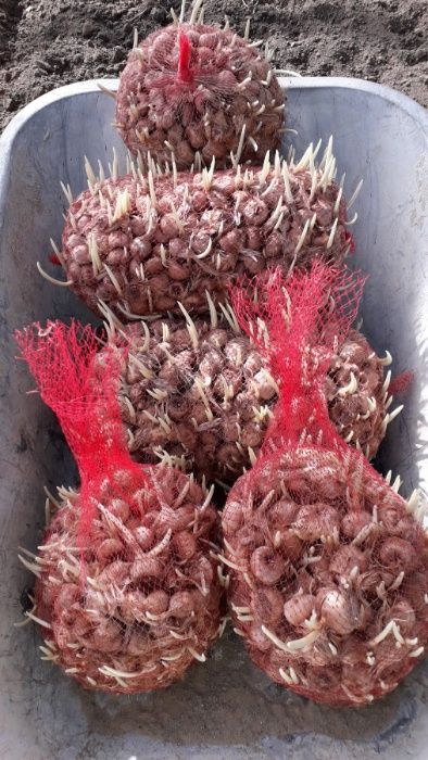 Bulbi de sofran pregerminati, infloresc in 3, 5 zile de la plantare.