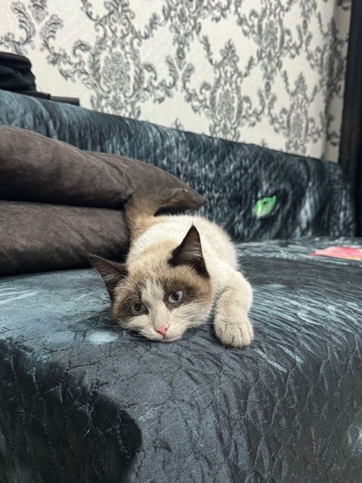 Котик мальчик 5 месяц