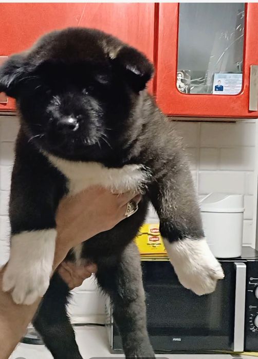 Детки американская акита