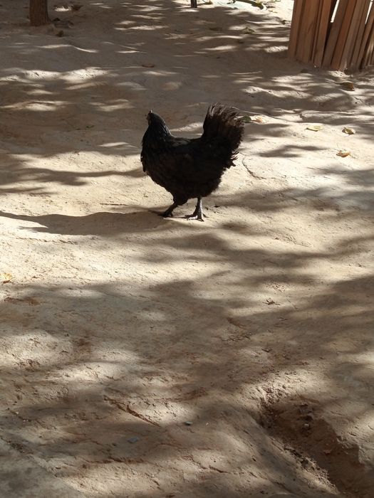 Кора товук 150000