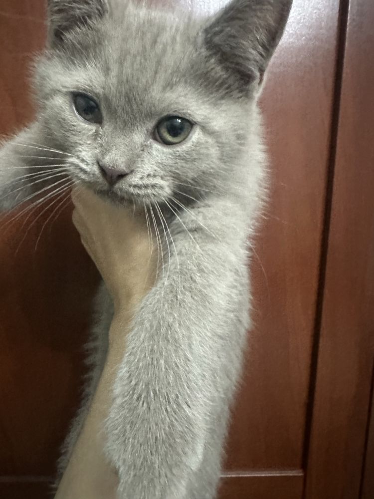 Котята шотландцы