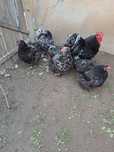 Vand familie gaini cochin bobat 1+4