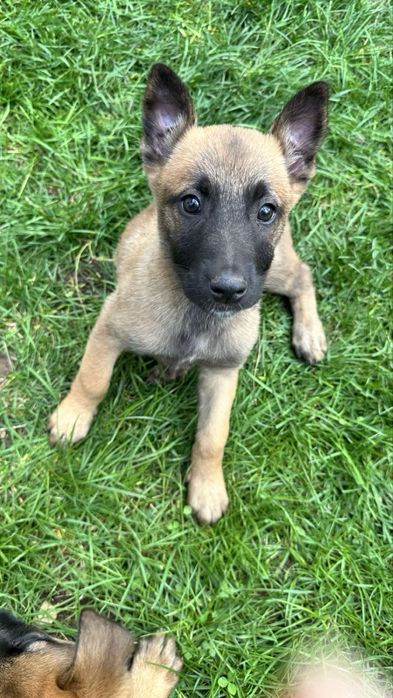 Белгийски овчарки (Малиноа] с поставена втора ваксина!