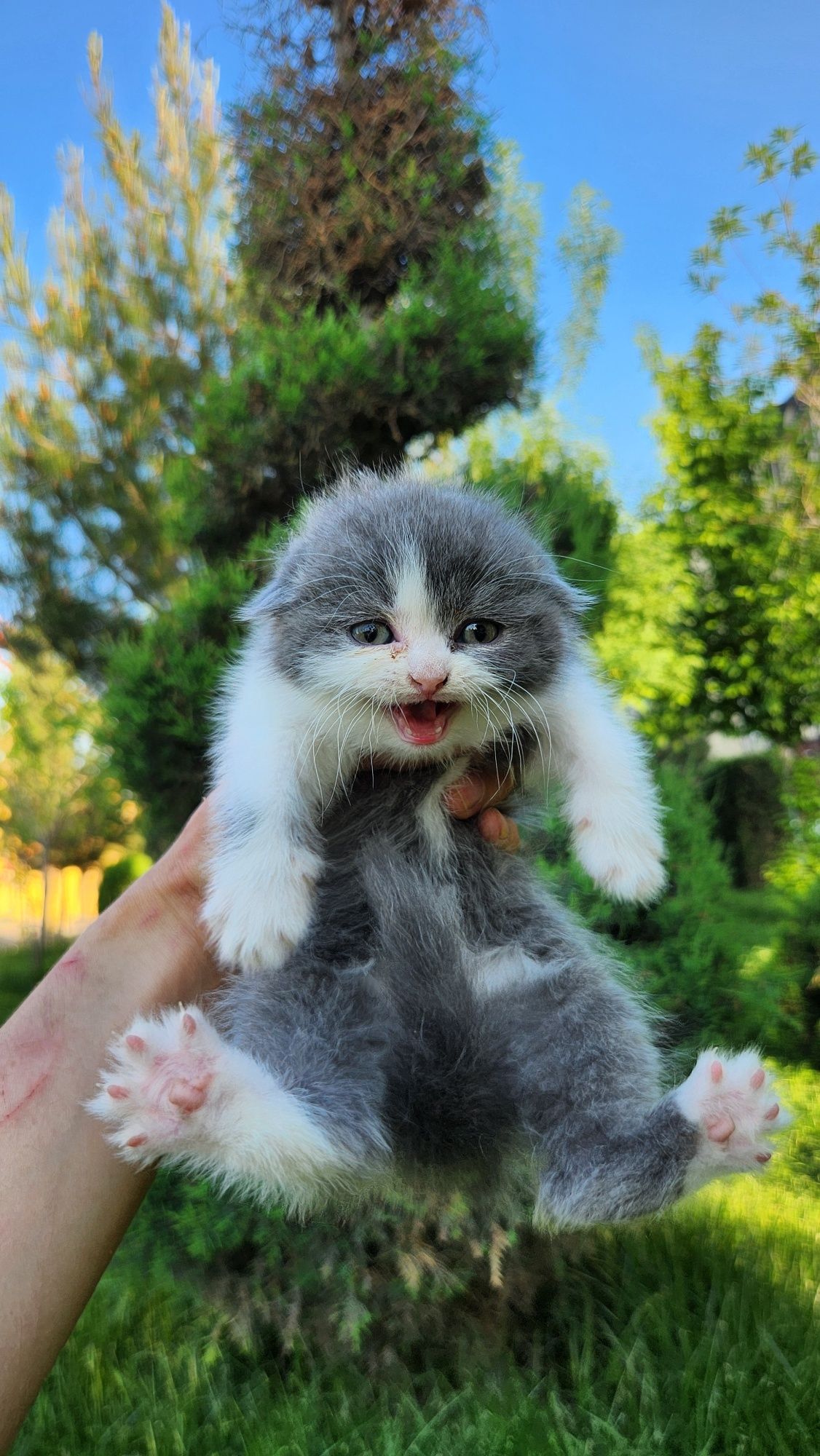 Scottish fold bicolor