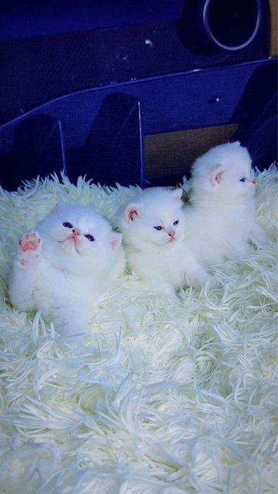 Британские шиншила котята премиум класса