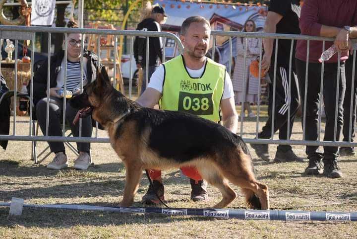 Немски овчарки с родословие от развъдник v.team Felsenberg