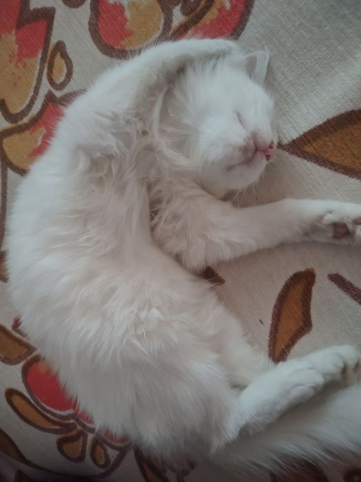 Бели котета, 4 мес.