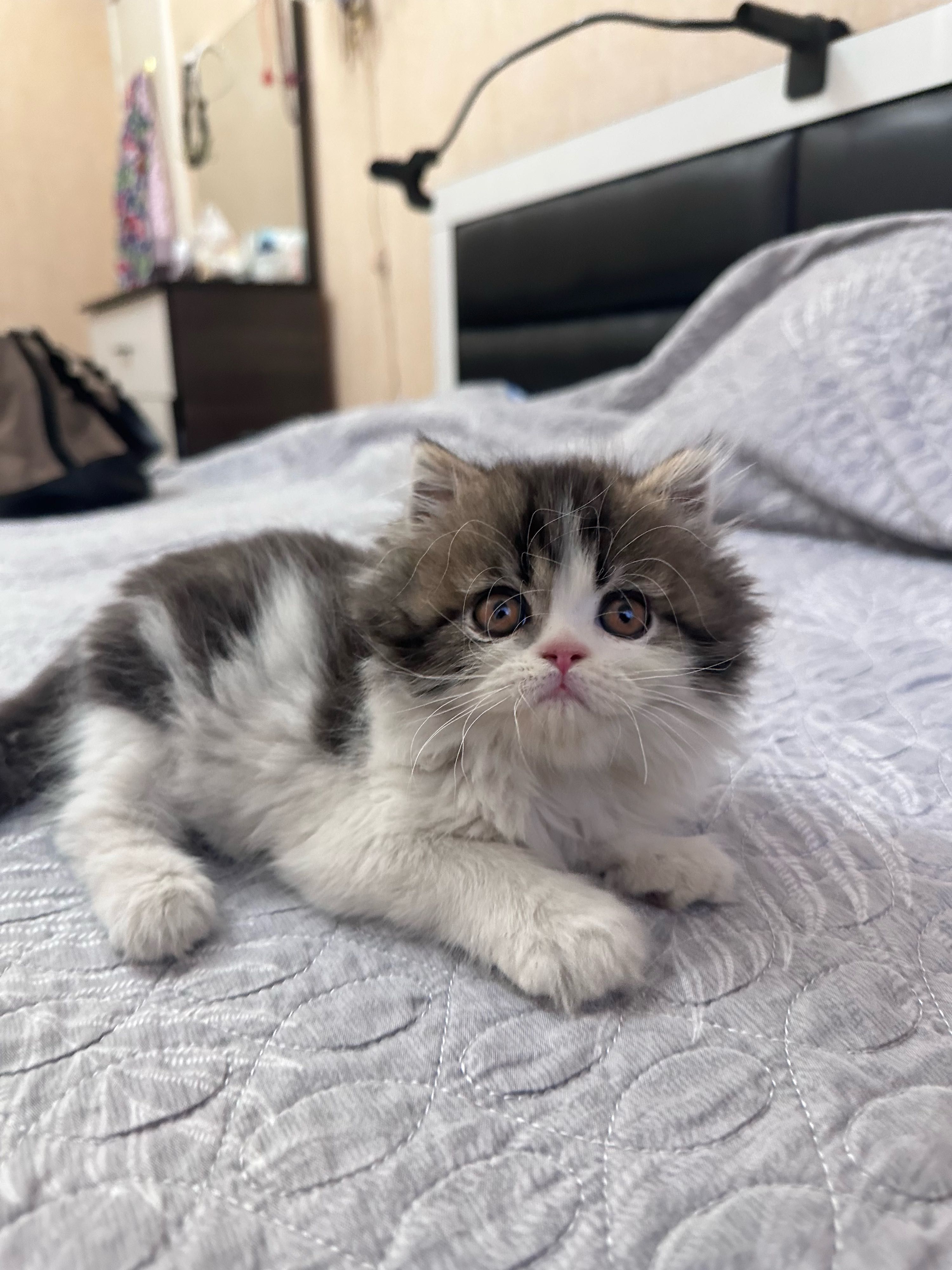 Персидские котята