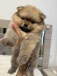 Pomeranian tip boo