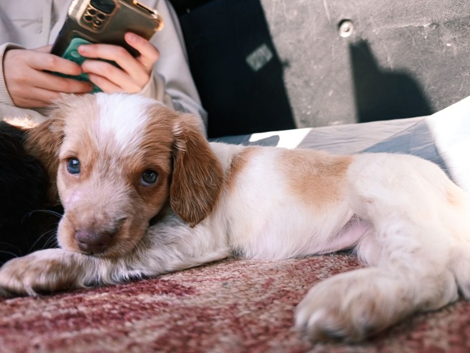 Щенок девочка спаниель