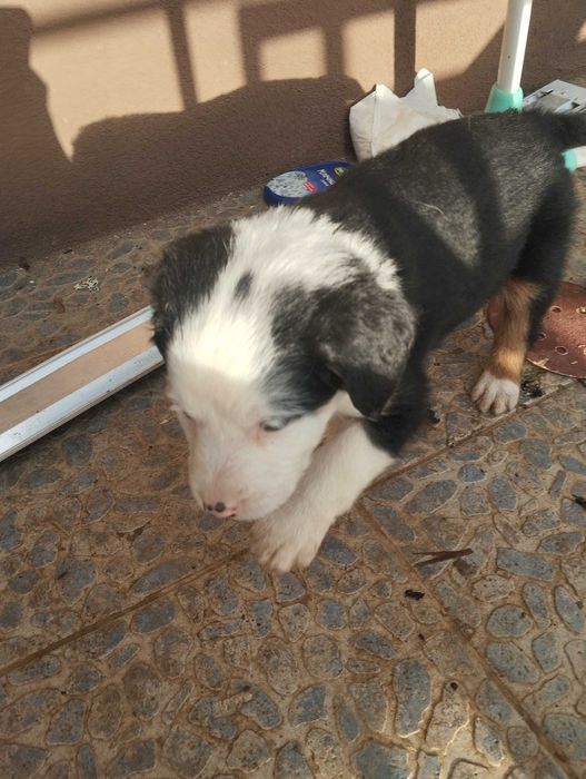 Подарявам най-сладките кученца