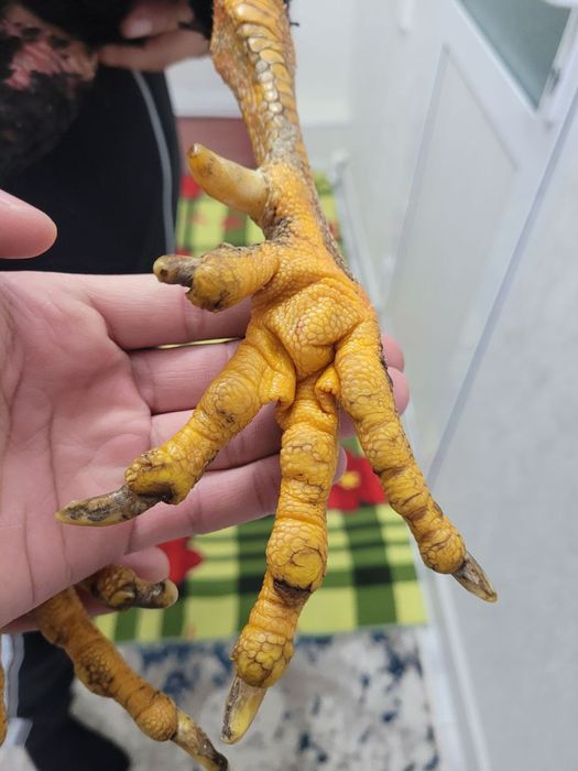 Корея 4.5-5 кг атрофида турловдан чиквои