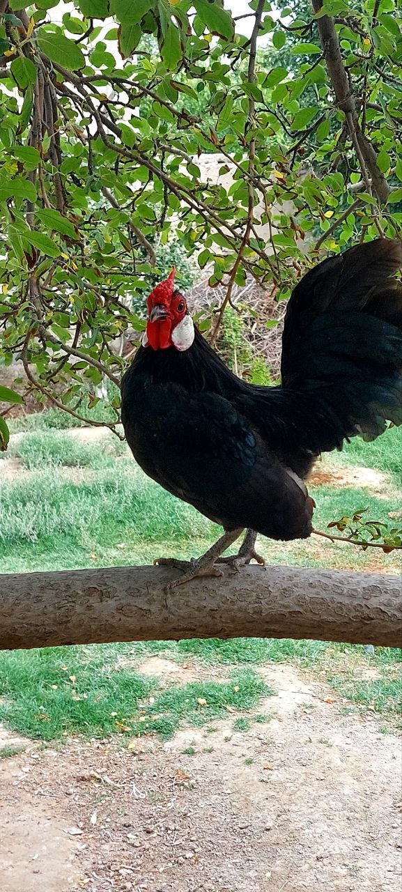 Bantam tovuq va xoʻrozlar