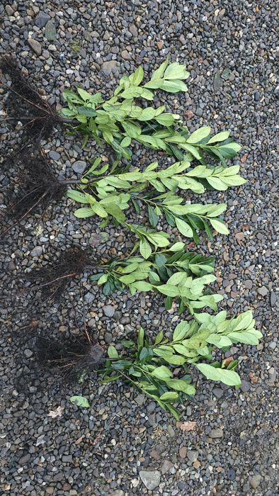 Laur Englezesc NOVITA 60-80cm