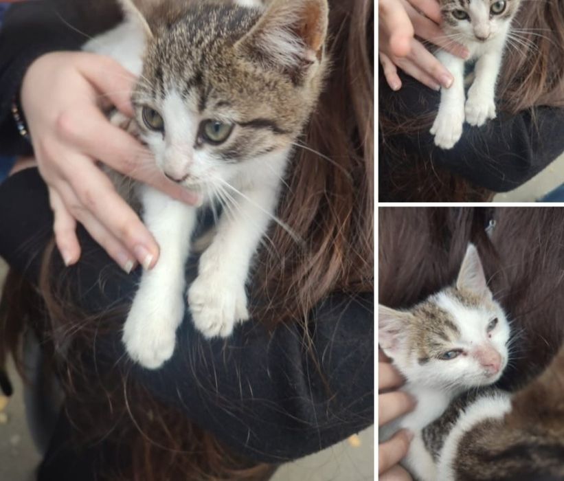 Donez 2 puiuți de pisică