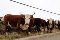Продам 40 голов коров казахской белоголовой породы.