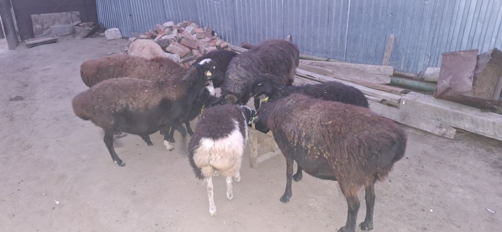 Овцы, қой, бараны