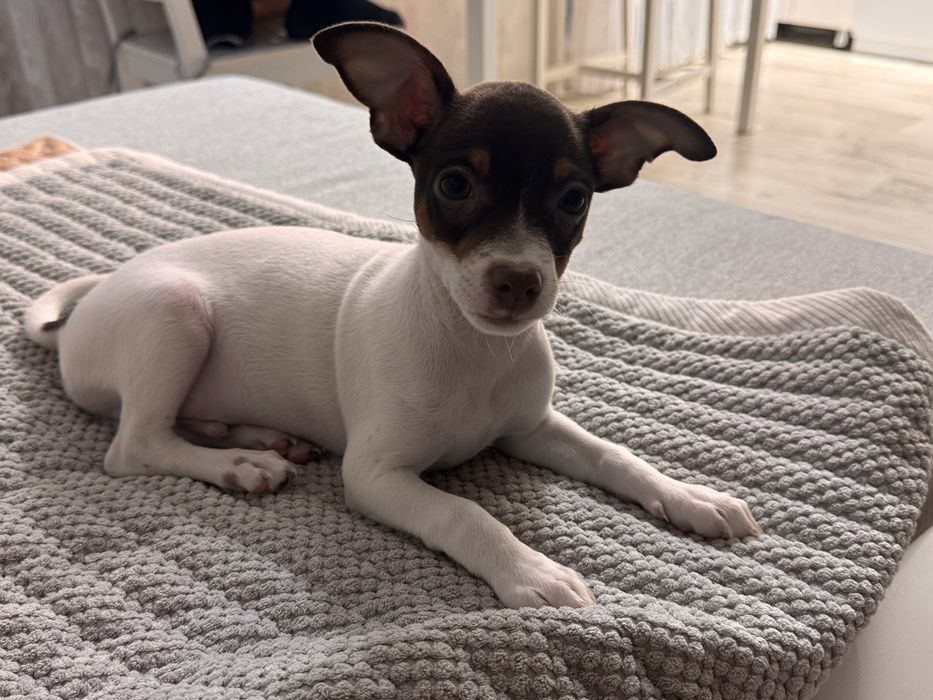 Отдам щенка тойтерьер