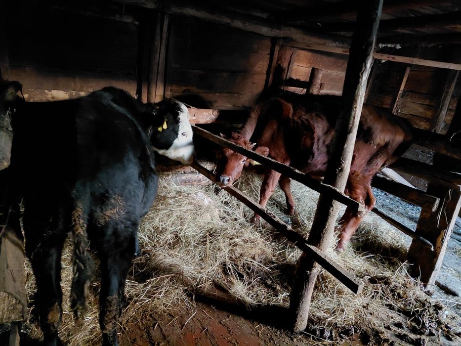 Продам телята 2головы стоят на откорме