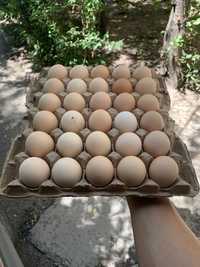Домашие яйца, куриные яйца
