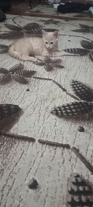 mushuklar hadya qilamiz