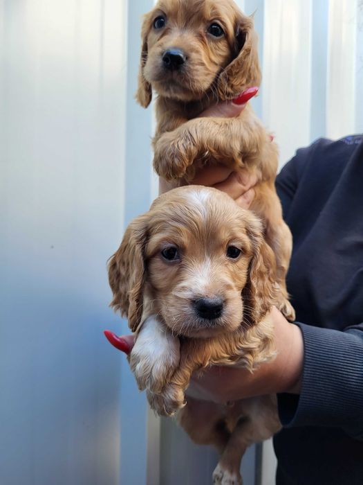 Продавам кокер шпаньол