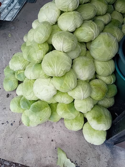 Vând varză plată