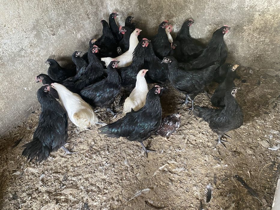 Cocosi australorp