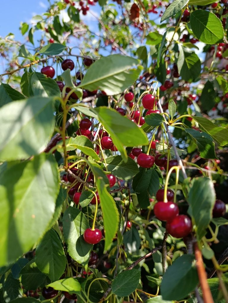 Продам вишню, крыжовник