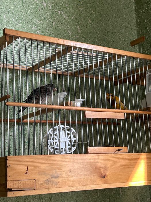 Конарейки все молодые первый выводки