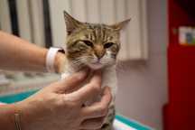Motan superb de adoptat, motan pentru adopție,motănel,pisic de adoptat
