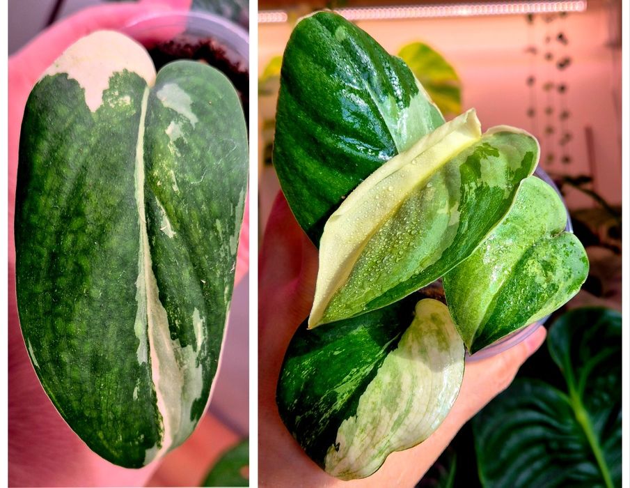 Сциндапсусы сортовые