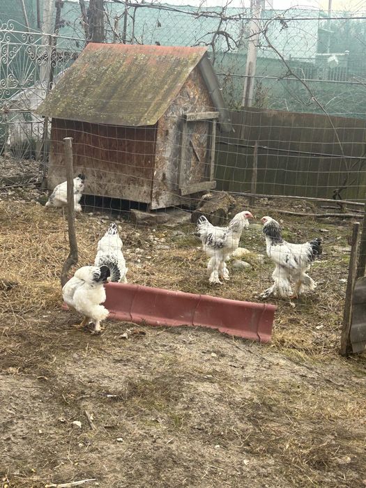 Cocos brhma  de vanzare