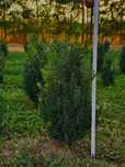 Buxus — 60-80 cm